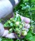 Fragaria x bifera 'White Pearl' - Bundle 3 bare Root Plants
