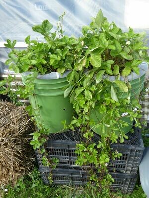 Fragaria vesca ssp vesca 'Hawaii 4'