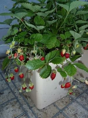 Alpine Strawberry 'Bowlenzauber'