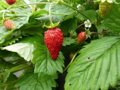 Alpine French Collection